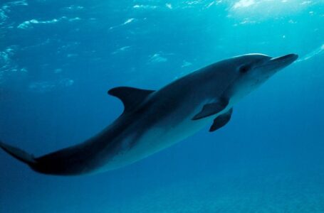Delfines se verían obligados a ‘gritar’ para comunicarse entre ellos debido al aumento de ruido marino