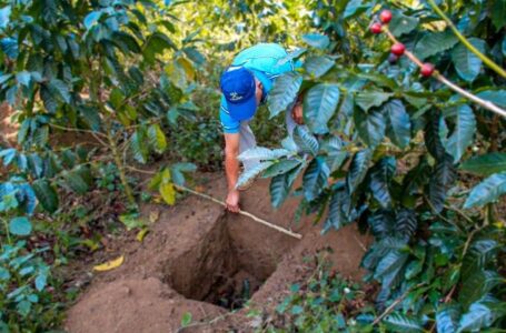 Promueven incentivos crediticios para restaurar sistemas agroforestales de café en Apaneca