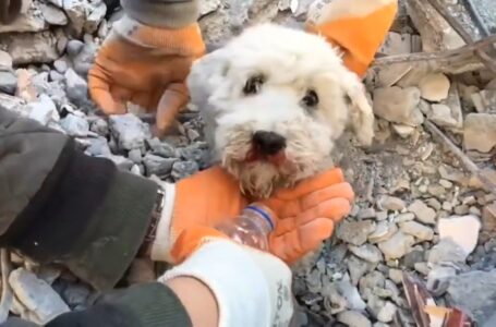 Rescatan con vida a un perrito afectado por los terremotos de Turquía