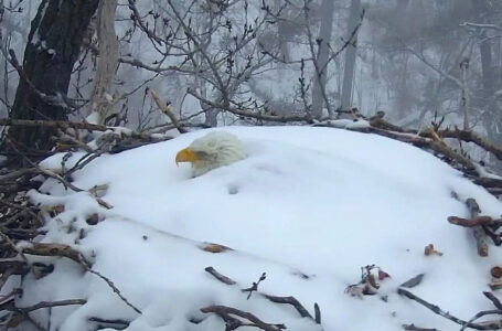 Águila calva incuba sus huevos en medio de una fuerte tormenta invernal en EUA