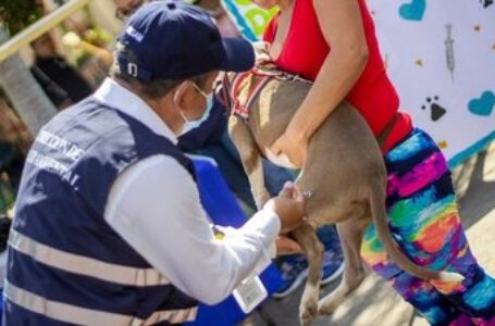 Vacunación de perros y gatos para prevenir rabia humana