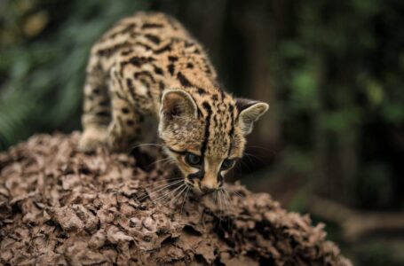 Medio Ambiente presenta miniserie: Al borde de la extinción