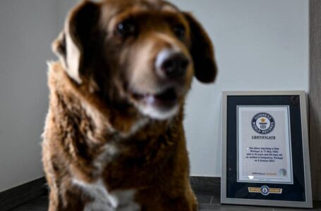 Bobi, un perro portugués de 30 años, fue reconocido como el más longevo del mundo