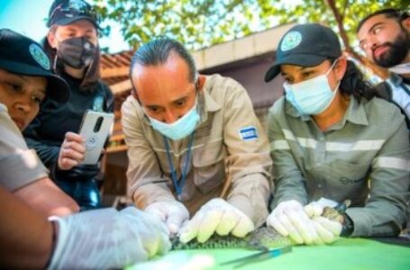 Liberar a tres cocodrilos en área protegida por Medio Ambiente