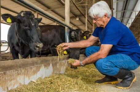 Zona oriental del país contará con cultivos de forraje para alimentar al ganado y desarrollar la producción