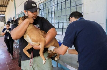 Vacunan a perros del resguardo temporal de la alcaldía de Ilopango para darlos en adopción