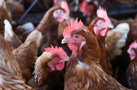 Desarrollan estrategias para prevenir contagios de gripe aviar