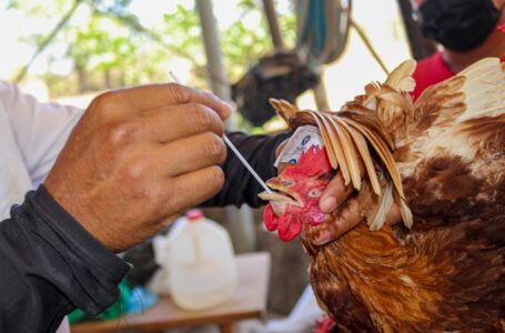 Toman muestra para detectar gripe aviar en granja de pollo en El Paraíso, Chalatenango