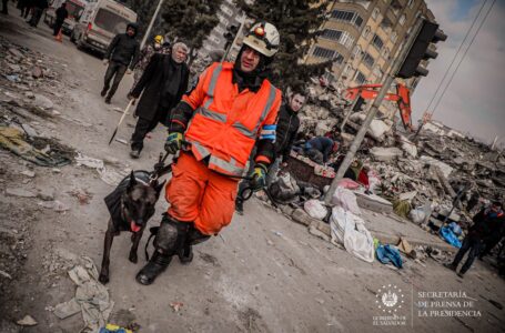 Más de 100 perros trabajan en labores de búsqueda en Turquía