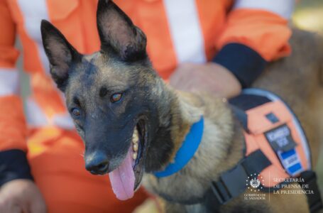 Equipo USAR El Salvador pretende formar a siete cachorros para labores de búsqueda y rescate