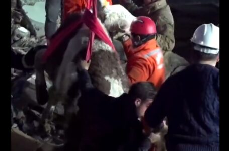Rescatan a una vaca tras 11 días del terremoto en Turquía
