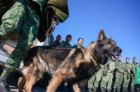 Fallece perro rescatista de la delegación de México en Turquía