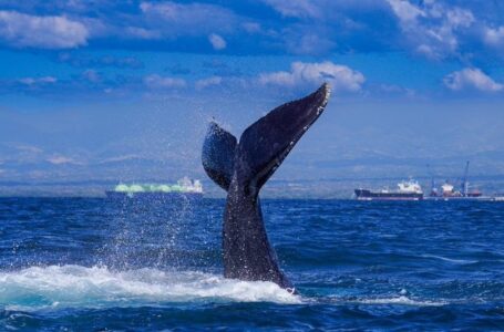 Más de cien ballenas jorobadas pasan por la costa salvadoreña