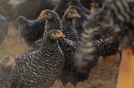 El Salvador sigue libre de gripe aviar