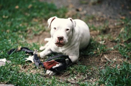 Crixsus, el perro al que el rechazo por ser sordo le permitió encontrar el verdadero amor