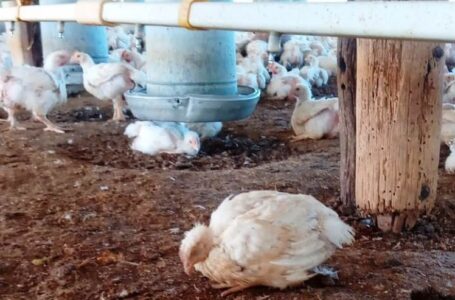 Argentina suspende exportaciones avícolas tras confirmar primer caso de gripe aviar