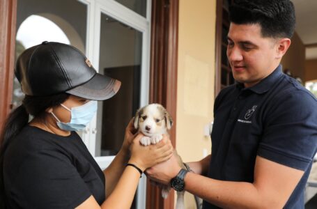 Instituto de Bienestar Animal promueve la adopción de cachorros en San Marcos