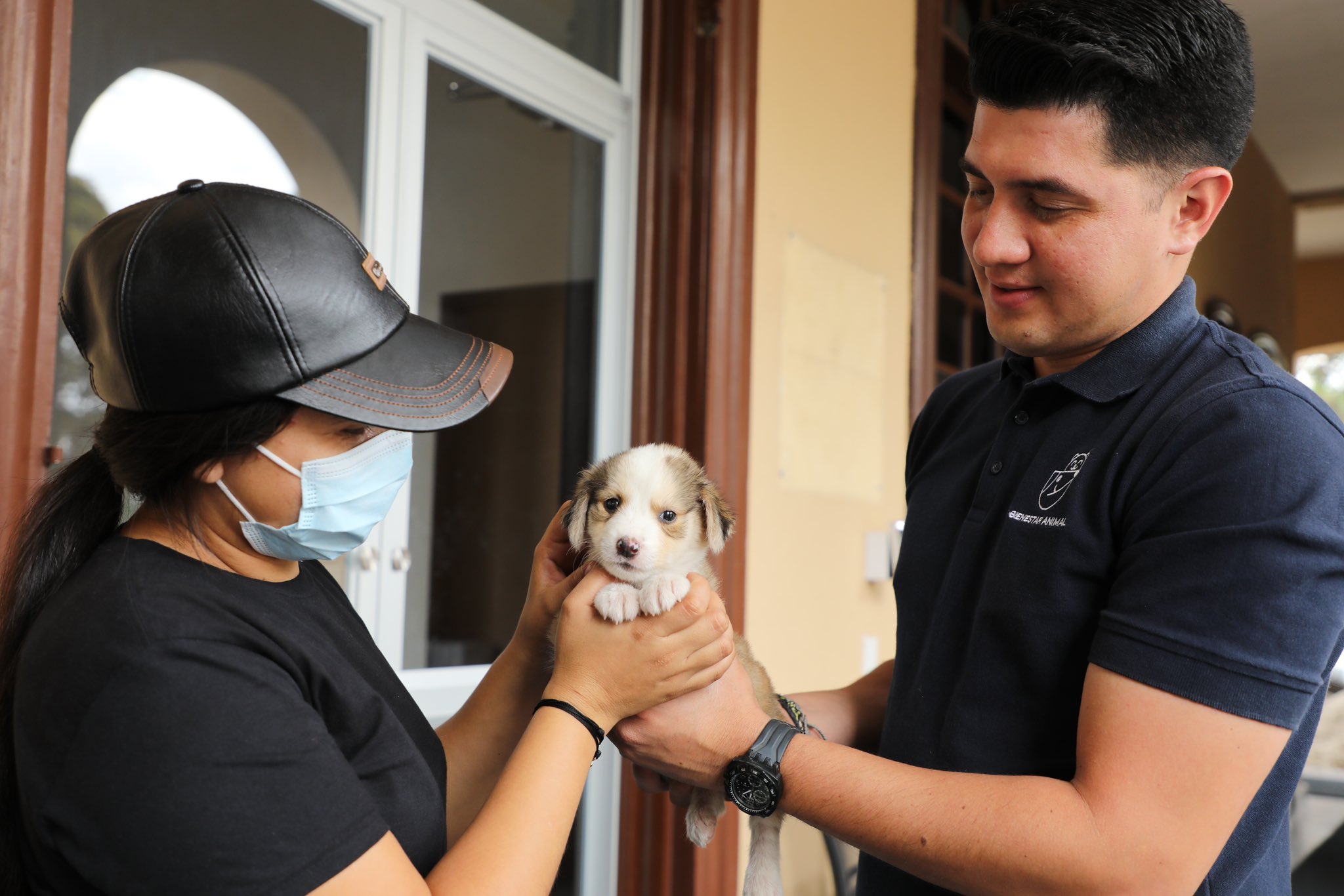 Instituto de Bienestar Animal promueve la adopción de cachorros en San