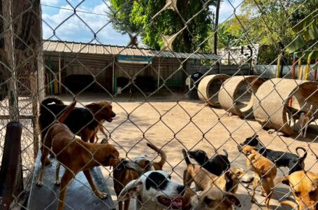 Instituto de Bienestar Animal inspecciona condiciones de mascotas de compañía en refugio de Zaragoza