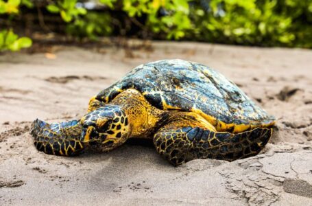 MARN trabaja en la preservación de las tortugas marinas