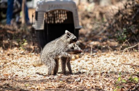 Liberan varias especies silvestres tras recibir asistencia veterinaria