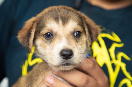 Familias adoptan manada de cachorros rescatados por Bienestar Animal