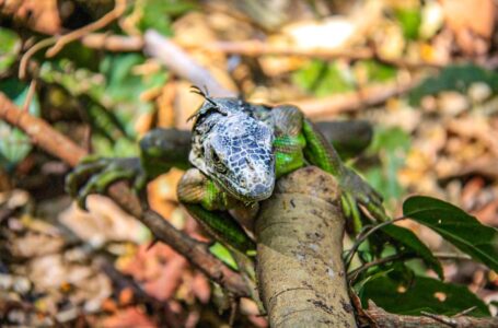 Liberan a búho, mapache e iguana rescatados por Medio Ambiente