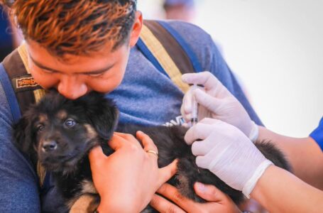Inician vacunación de perros y gatos en Nuevo Cuscatlán
