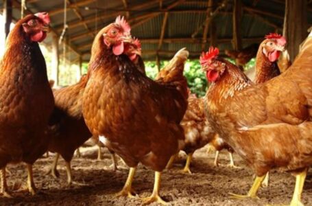 China detecta un caso de gripe aviar H3N8 en humanos