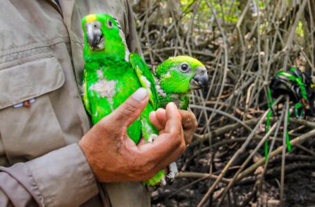 MARN refuerza compromiso de preservar la fauna nacional en Día Mundial de la Vida Silvestre