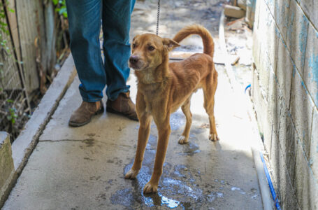 Bienestar Animal atiende denuncia de perro en estado de desnutrición en colonia Modelo