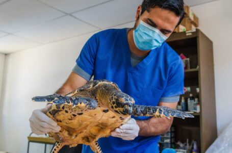 Medio Ambiente libera tortuga rescatada en playa San Blas