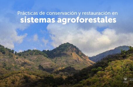 Impulsan producción de maíz, frijol y árboles frutales junto a ganado en Chalatenango