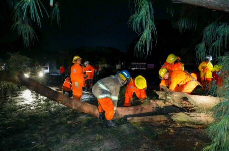 Protección Civil reportó más de 80 árboles caídos por lluvias