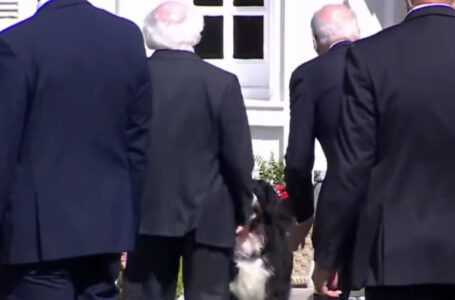 VIDEO: Mascota del presidente de Irlanda rechazó a Biden en su visita a Dublín