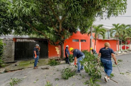 Realizan poda de árboles en colonia Margaritas, San Salvador