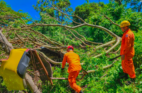 Bomberos en Chalatenango remueven ramas de techo de vivienda tras caída de árbol