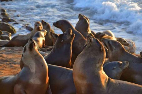 Consumo de algas tóxicas vuelve agresivos a leones marinos en California