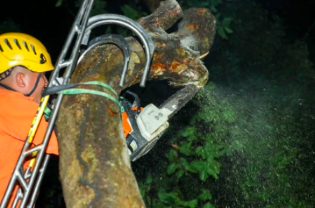 Bomberos atiende emergencia por árbol caído en la Carretera Antigua a Zacatecoluca