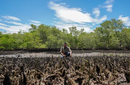 Medio Ambiente recupera manglares en bahía de Jiquilisco