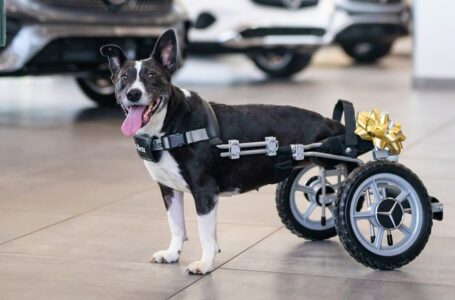 Mercedes Benz regala a perrita silla de ruedas