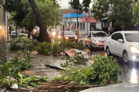 Tormenta huracanada derriba árboles, postes y vallas comerciales