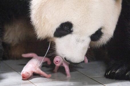 Corea del Sur registra primer nacimiento de pandas gemelas