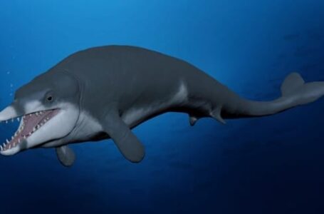 Encuentran en Egipto fósil de pequeña ballena que vivió hace 41 millones de años