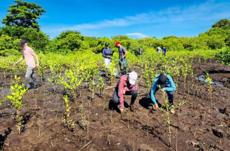 MARN y voluntarios continúan reforestando manglares