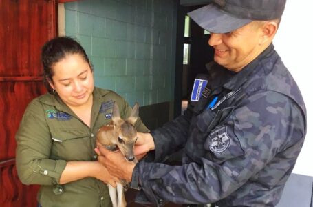 Una veintena de animales rescatados en septiembre por la Policía