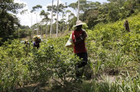 Cultivo de cocaína creció un 13 % el último año en Colombia