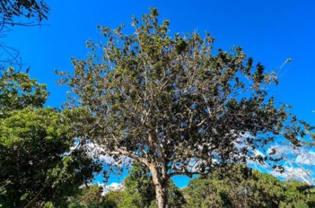 Medio Ambiente descubre nueva especie de árbol en el país