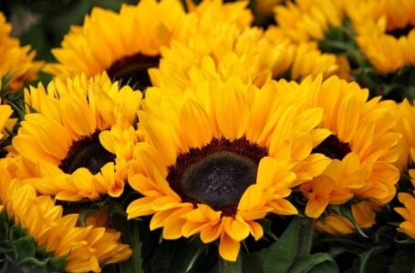 Todo lo que debes saber sobre la tendencia de las flores amarillas