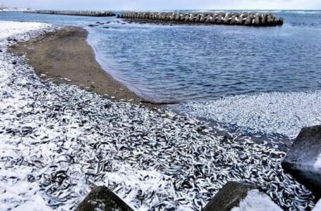 Hallan 1,200 toneladas de peces muertos en las costas de Japón